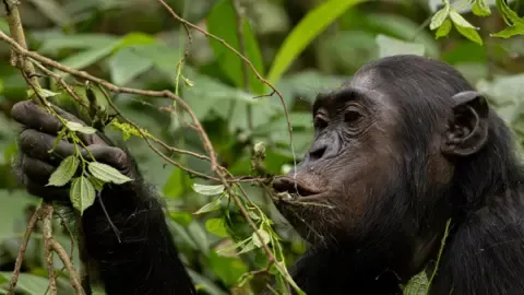 Apes Consuming an Amount Equal of One Lager Each Day from Ripe Fruits, Research Finds
